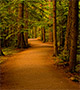 Forest path