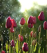 Tulips in the rain.