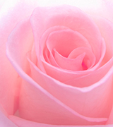 Pale pink rose.