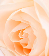 Pale beige rose.