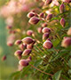 Small pink flowers