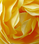 Close-up photo of a pale yellow rose.