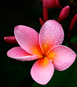 Pink plumeria against a dark background.