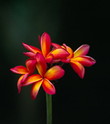 Pink plumerias against a dark background.