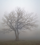 Solitary tree in the fog.