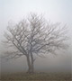 Tree in fog