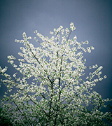 White blossoms on a spring tree.