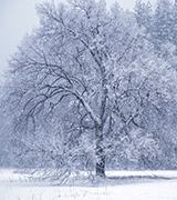 A snow-covered tree in the winter.