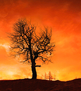 Dark tree backlit by a forest fire.