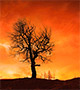 Forest fire