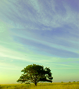 Broad green tree at dawn.