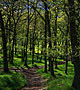 Forest pathway