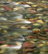 Stream water flowing over smooth red and green rocks.