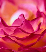 Close-up photo of a pink rose.