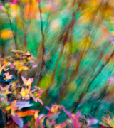 Blurred flowers and leaves.