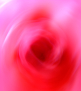 Blurred pink rose.