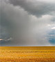 Rain over golden fields