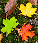Photo of multi-colored fall leaves.