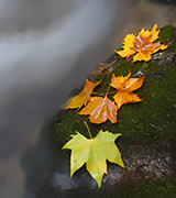 Colored leaves on a dark rock in a stream.