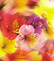 Blurred flowers