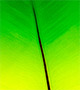 Green leaf