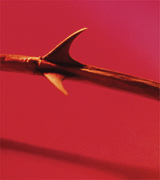 Close-up photo of sharp rose thorns against a red background.