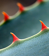 Sharp red thorns.