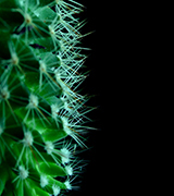Cactus spines against a black background.