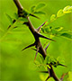 Acacia leaves and thorns