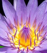 Purple and yellow lotus flower.