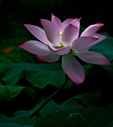 Pink and white lotus against a dark background.