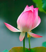 Pale pink lotus flower.