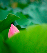 Pink lotus bud behind a green leaf.
