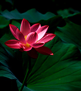 Red lotus flower with dark green leaves.