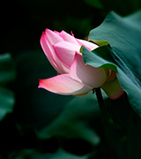 Pale pink lotus and dark green leaves.