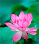 Lotus flower