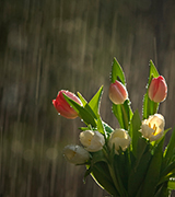 Photo of pink tulips in a spring shower.