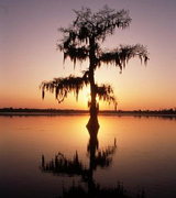 A mossy tree standing in a lake at sunset.