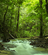 Stream flowing through a green forest.