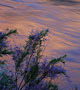 Flowers beside a stream