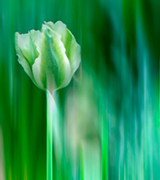 White and green tulip against a blurred green background.