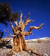 Ancient bristlecone pine.