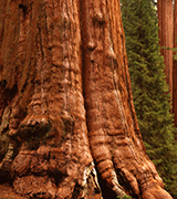 Redwood tree trunk.