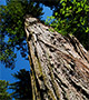 Redwood tree