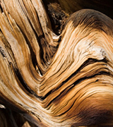 Bristlecone pine trunk