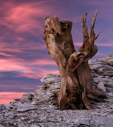 Ancient bristlecone pine at sunset.