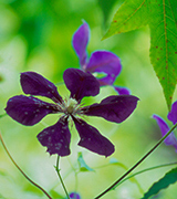 Purple flowers against a green background.