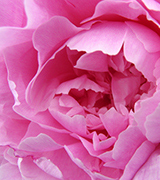 Close up of a pink peony.