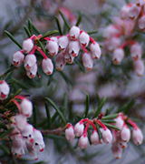 Small pink and white flowers.