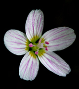 Close up white and pink flower against a dark background.